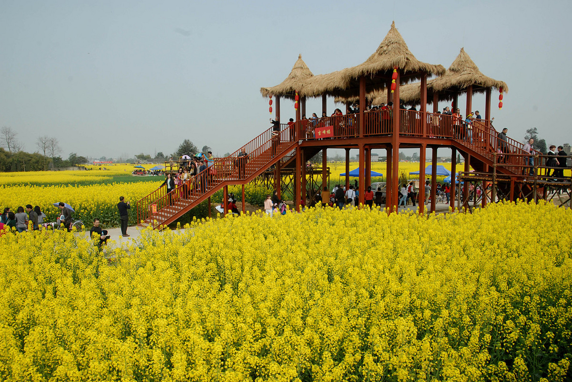 泰州市兴化市缸顾乡东旺村,一处被誉为"天然氧吧"的千垛景区,最近掀起