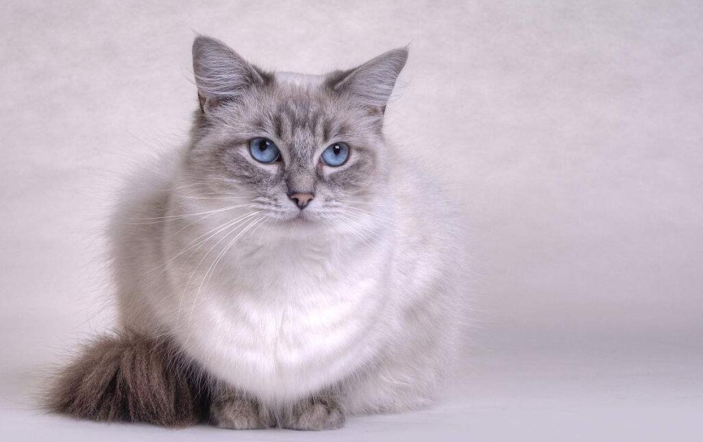 老人节送给老人最好的礼物是布偶猫?