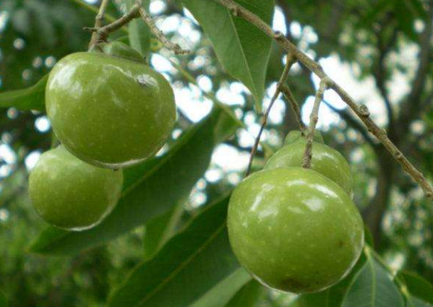 种子- 热门商品专区