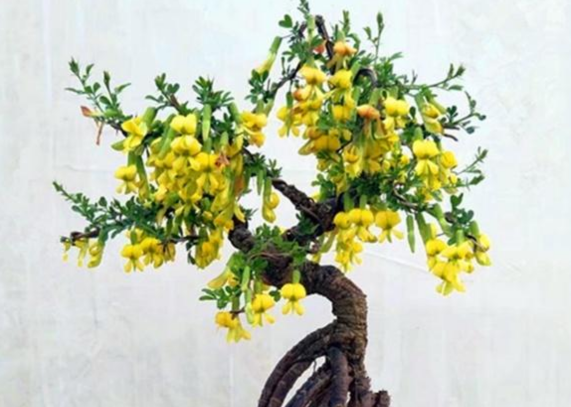 最"皮实,耐寒,耐旱"的花卉,花一开如满树金雀,非常美丽