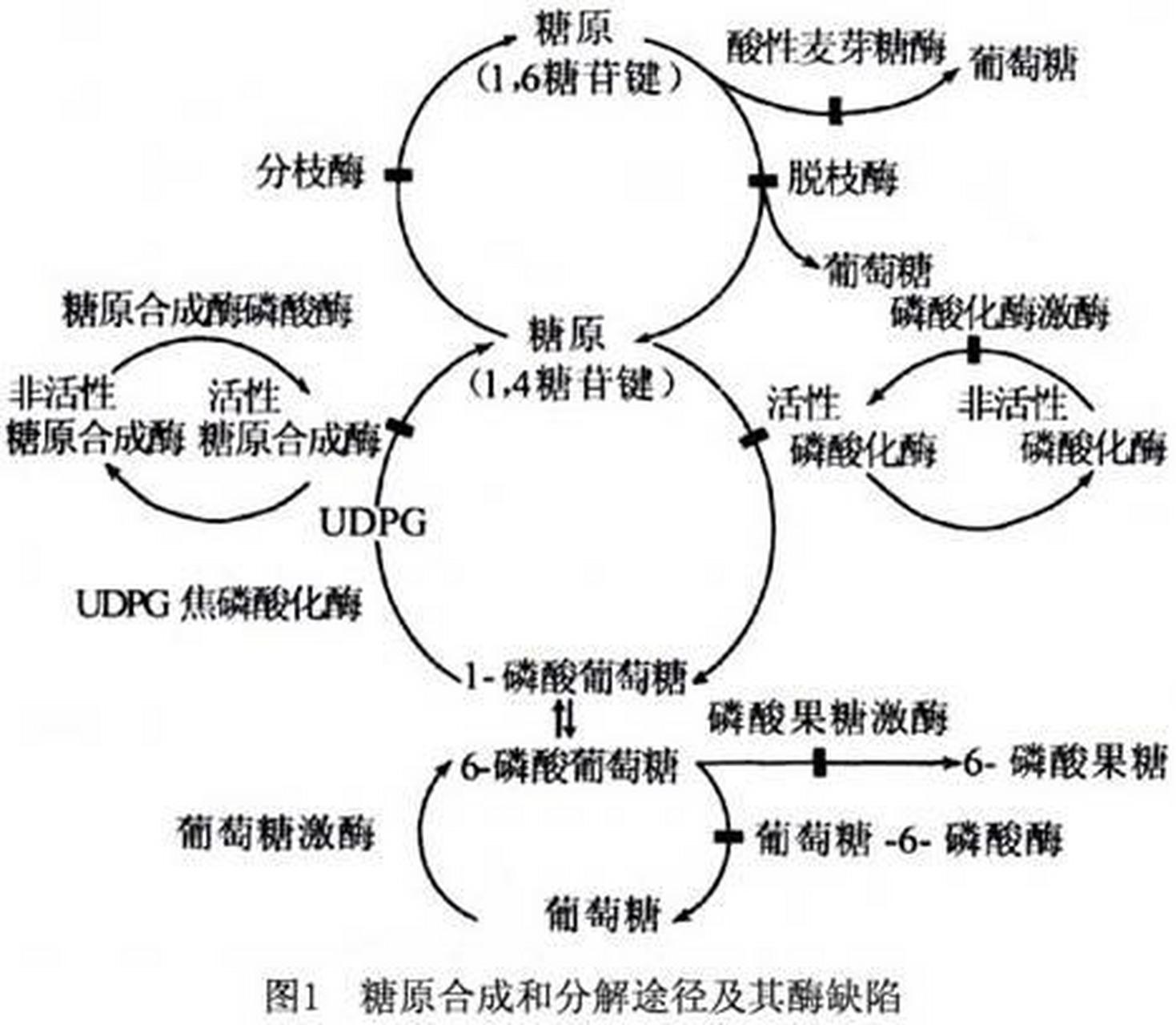 科普知识竞赛#葡萄糖6-磷酸脱氢酶荧光斑点试验是采用荧光法对葡萄 