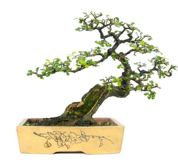 榆树盆景多久换盆?换盆时有何要领?怎么操作?