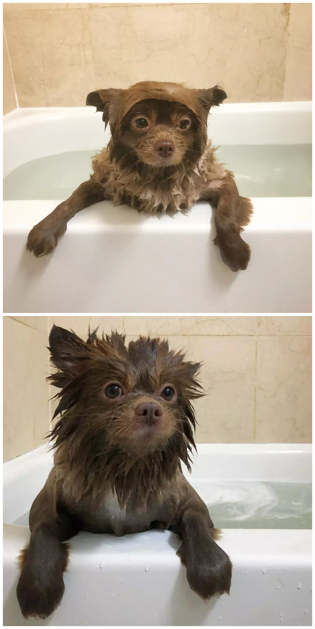 淋雨后的泰迪,主人:这谁家的狗?