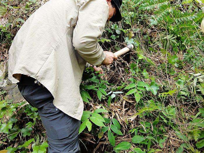 农村老太竹林里挖这种鸡头根,称其为"神仙药",市场价70元一斤