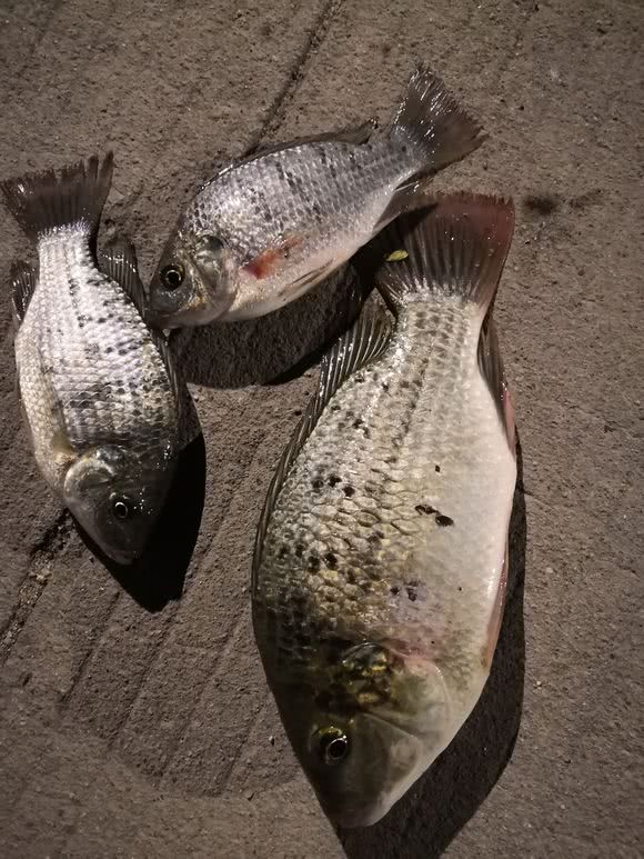 可惜!男子钓起"芝麻怪鱼",却全部丢弃,网友:最好吃的花雕鱼