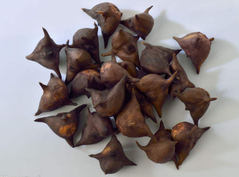 水栗:我们这边也叫做"牛角",外观也很像,剥开直接生吃很是美味,也可以