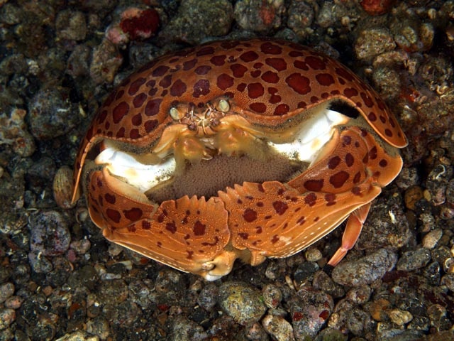 小型馒头蟹知识科普,这些你可能不知道!