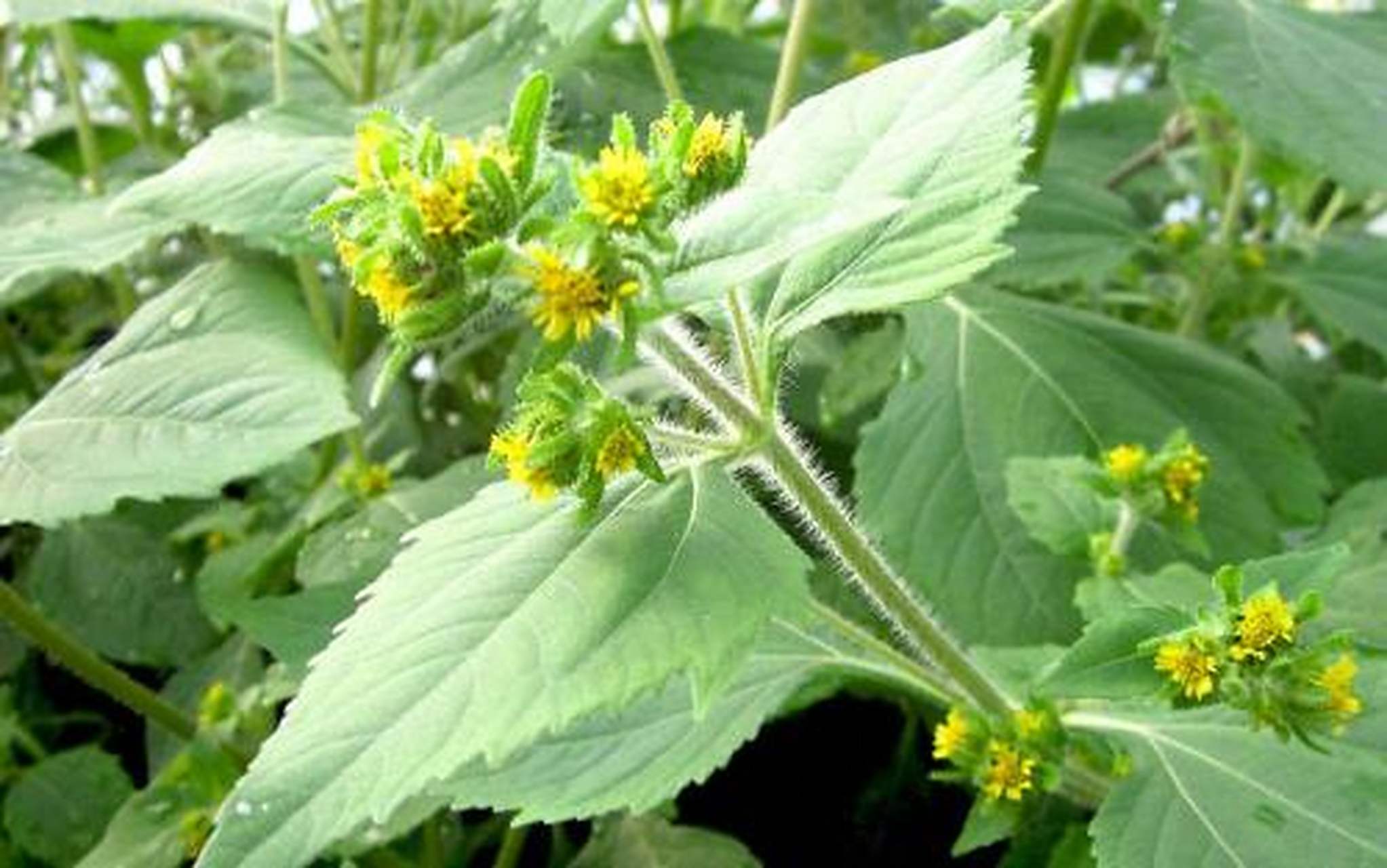 为菊科植物豨莶s,腺梗豨莶或毛梗豨莶的地上部分.
