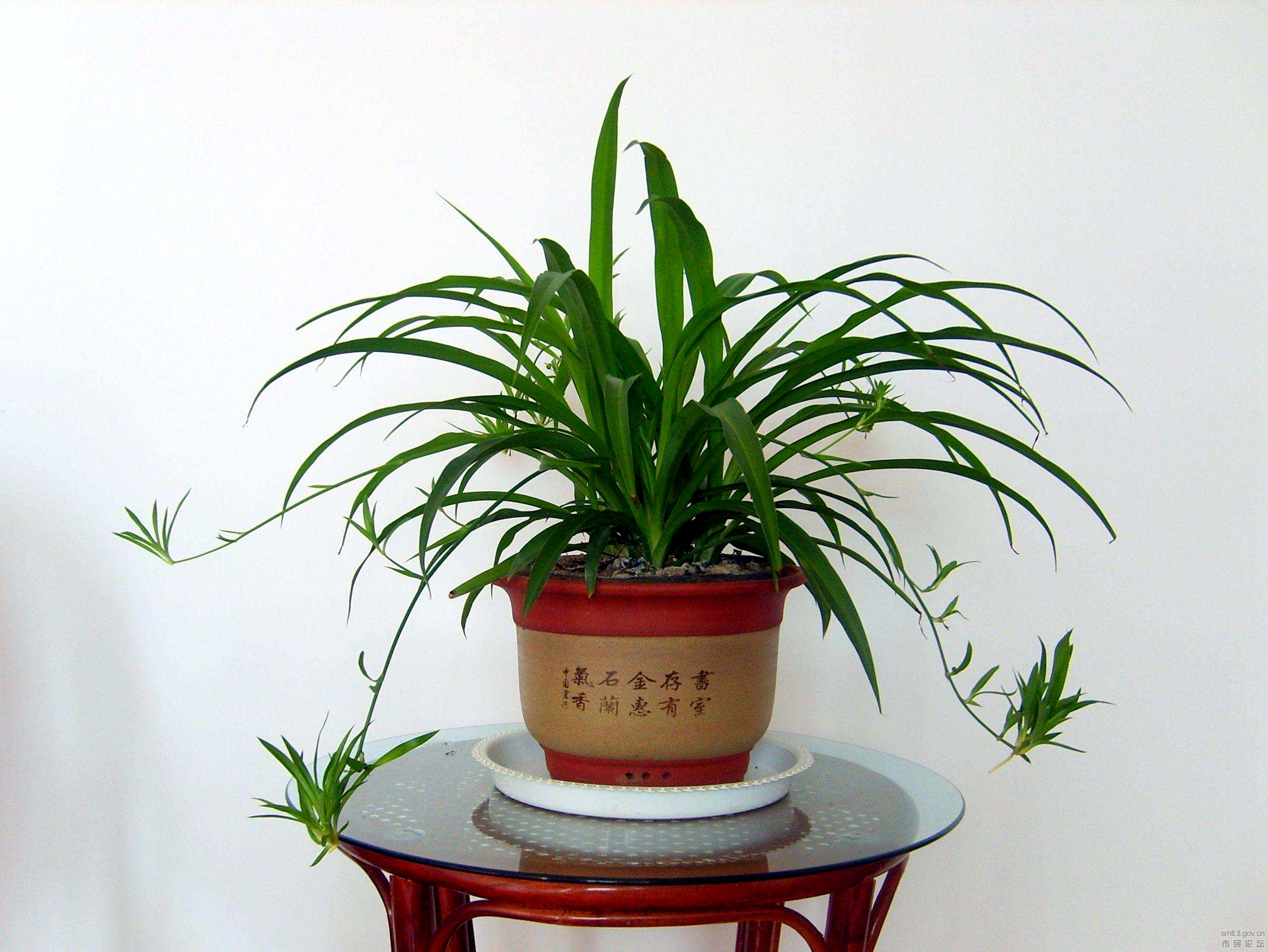 养吊兰黄叶别着急,教你2招轻松变绿叶,越长越茂盛,花剑还多