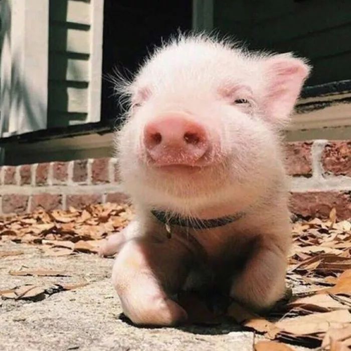 小猪头像真实可爱图片