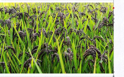 黑米- 热门商品专区