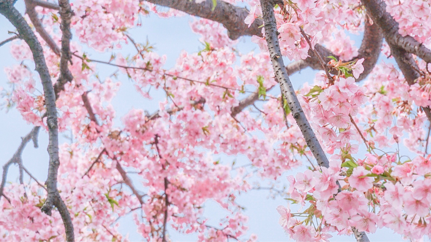 景色风光,淡粉的樱花