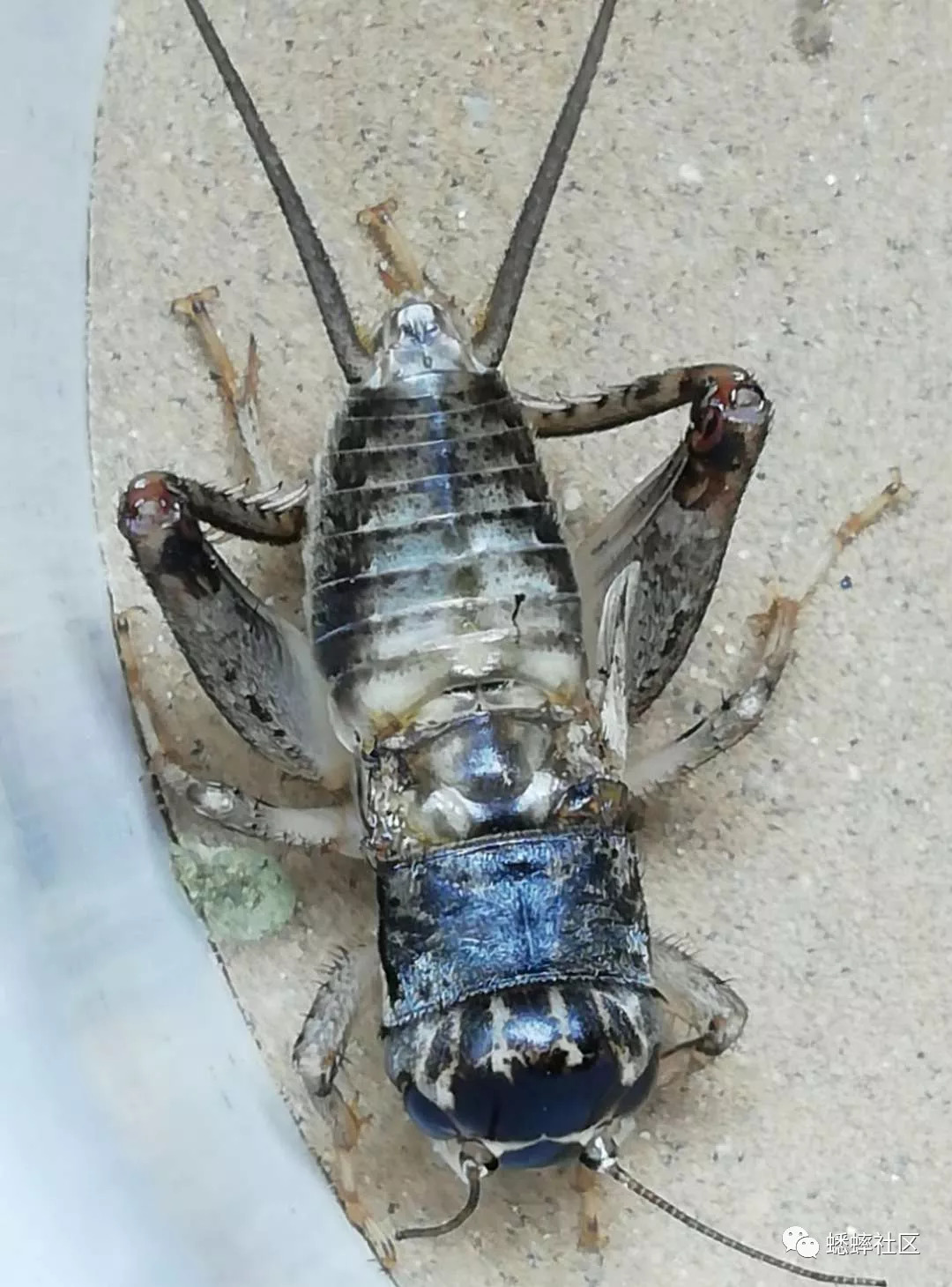 2018年翅子系列之烂衣大翅