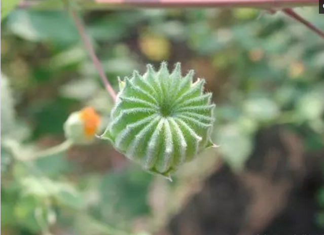 小時候在農村常吃的磨盤草,竟能治這麼多病!真是漲知識了!