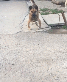 225_276gif 动态图 动图