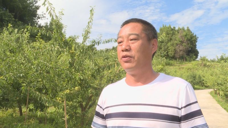 重庆石柱:青脆李喜获丰收 村民腰包一起鼓
