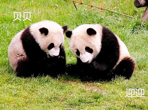 它是唯一不属于中国的熊猫,漂洋过海在国外,再也回不到祖国怀抱