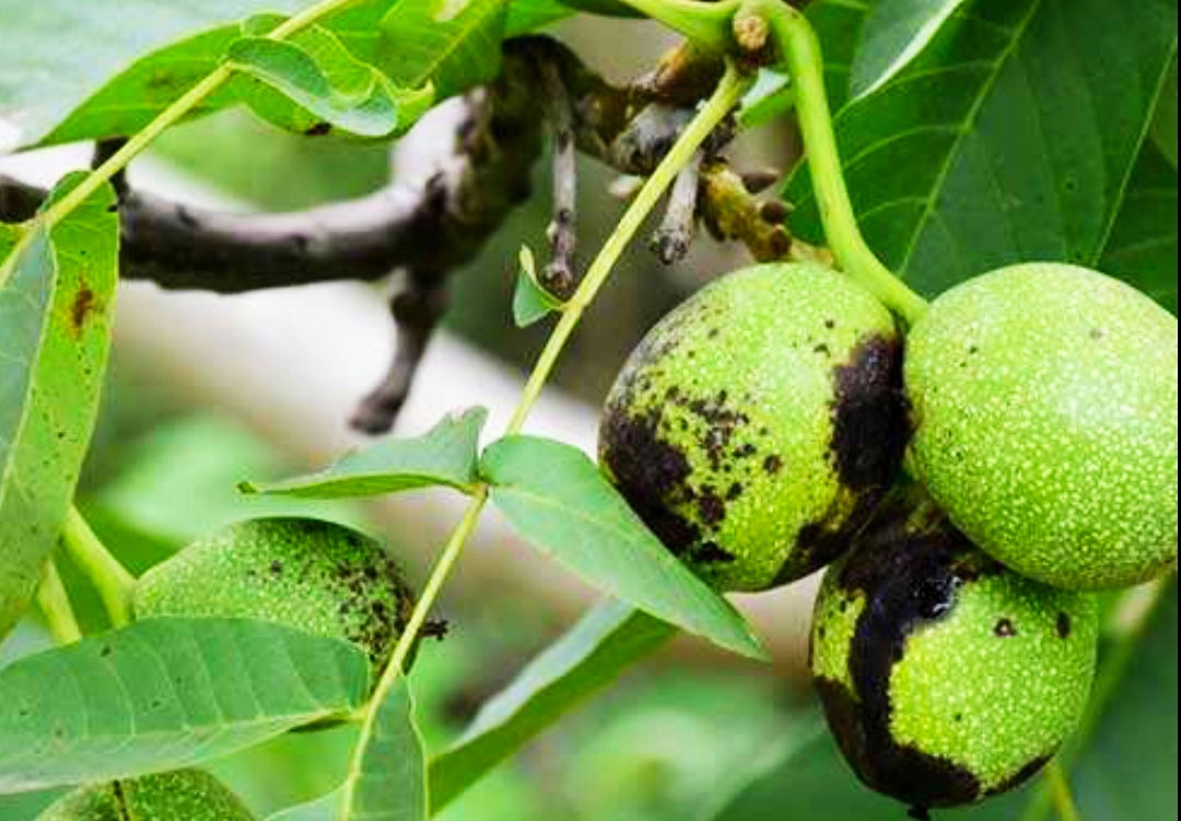 核桃的主要病虫害 - 2020年最新商品信息聚合专区 - 百度爱采购