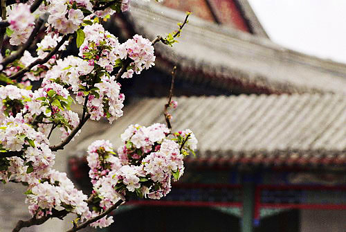 颐和园——西堤山桃淡抹成林,玉兰海棠相映成趣