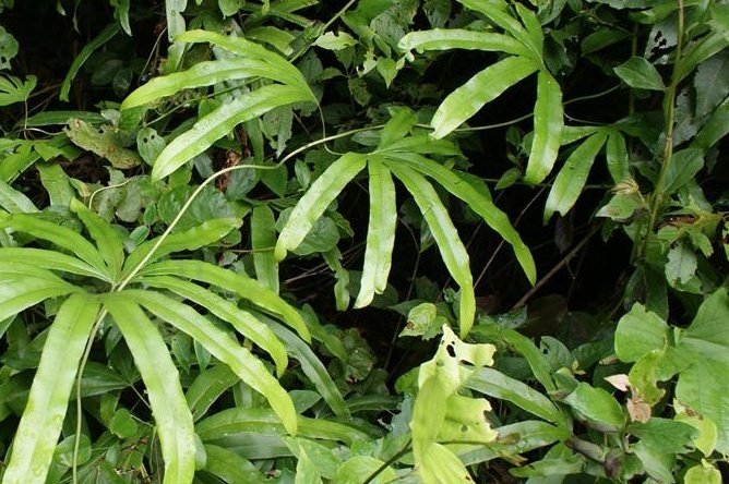 植物知识科普,小编带你了解掌叶海金沙