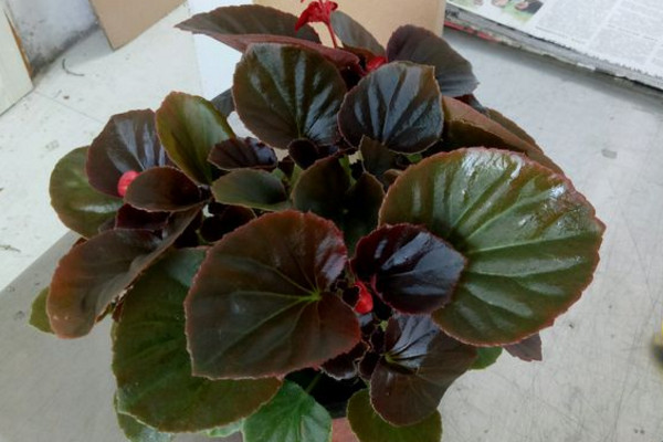 四季海棠叶子发黄别担心,光温水肥注意好,叶片变得绿油油!