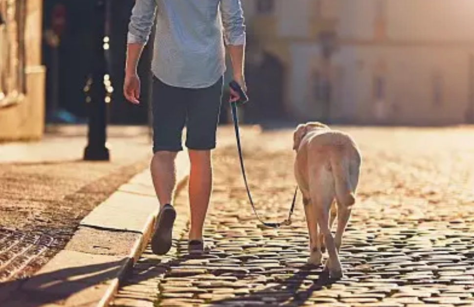 如果掉地上的巧克力和木糖醇被狗吃了,导致狗死亡算犯法吗?