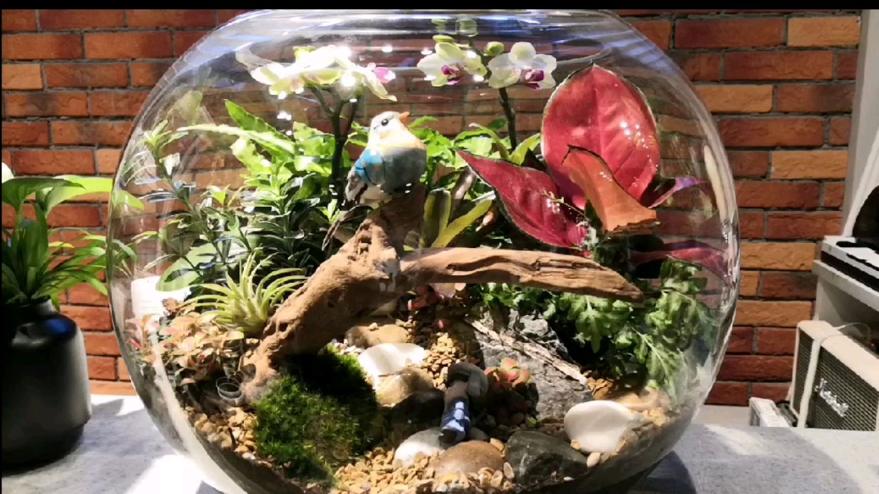 玻璃缸不仅能养鱼,还可以这样做