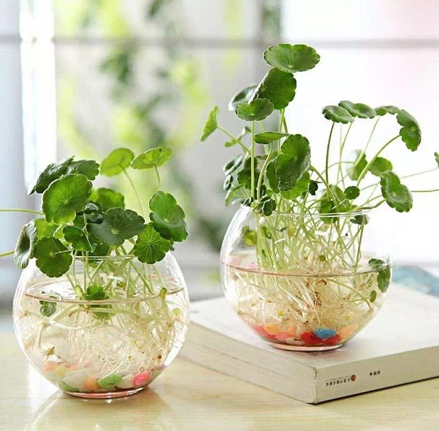 室内放盆铜钱草,净化空气,增添气氛,关键还是养护简单