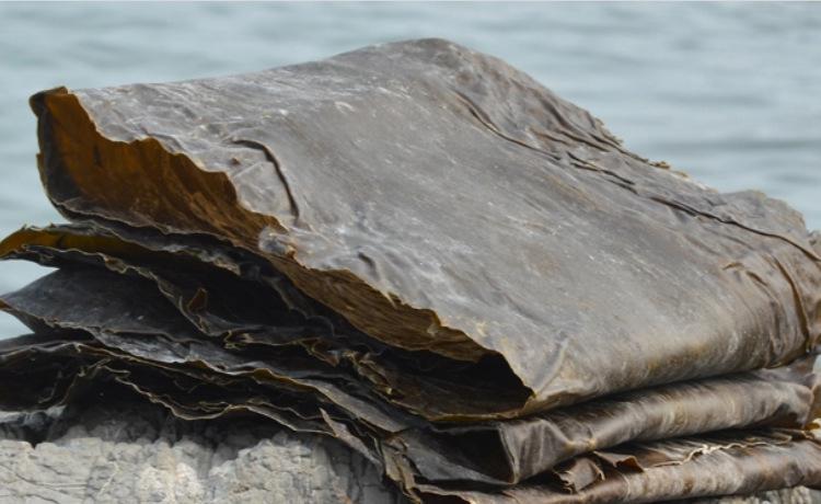 昆布是一种长在礁岩上的藻体,小编告诉你昆布和海带的区别!