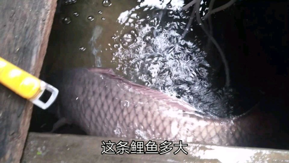 广东中山实拍到大河里网鱼鱼获,第一次见这么大的鲤鱼,看有多重