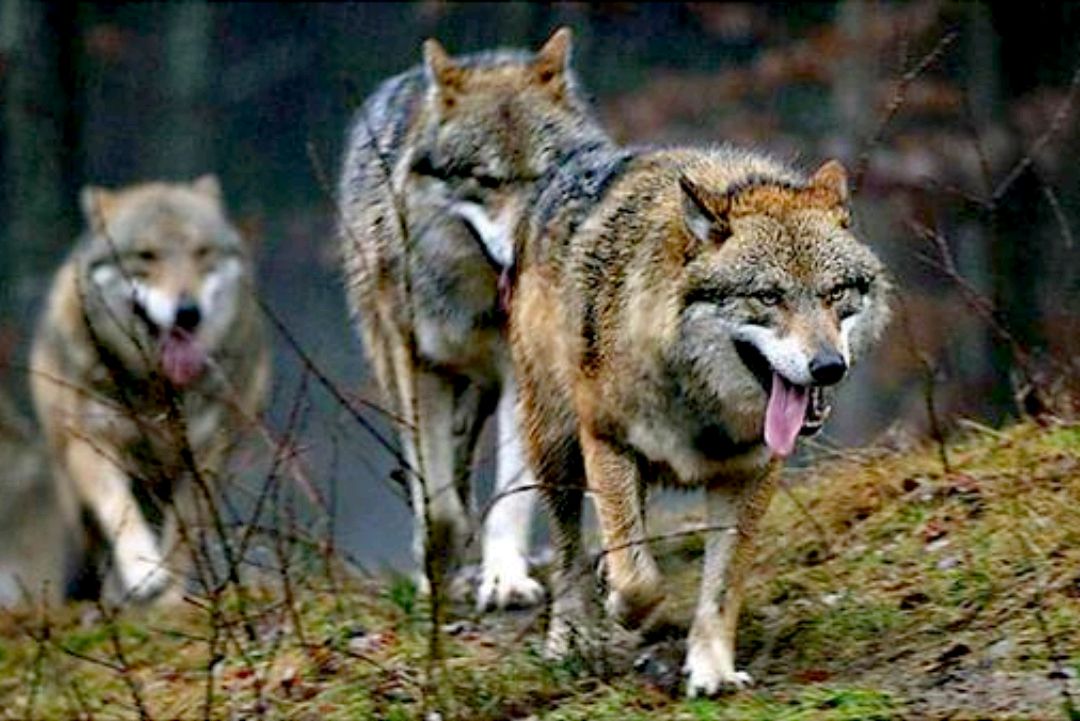 俗语:"牧人爱喝酒,羊儿被狼抓"老农民:不得不面对现实