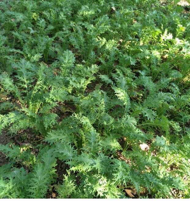 小时候没吃过辣菜樱子?不知道这是什么?