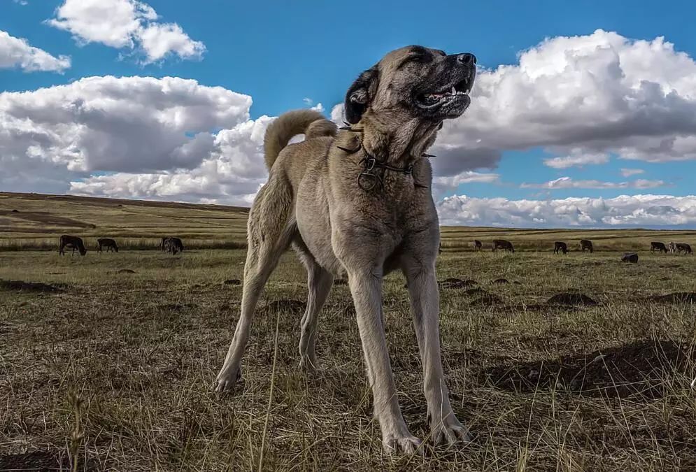 獒王没落,当下三国巨型獒犬,可完爆藏獒,百年传承,野性依旧