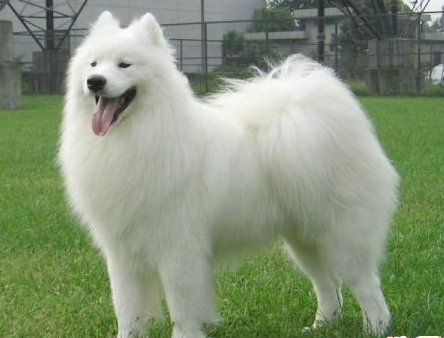 萨摩耶犬怎么训练?以下几种方法快学起来吧