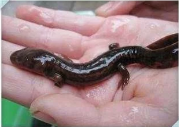 男子野外游玩捉到娃娃鱼幼崽,专家发现后,忙令男子检查身体