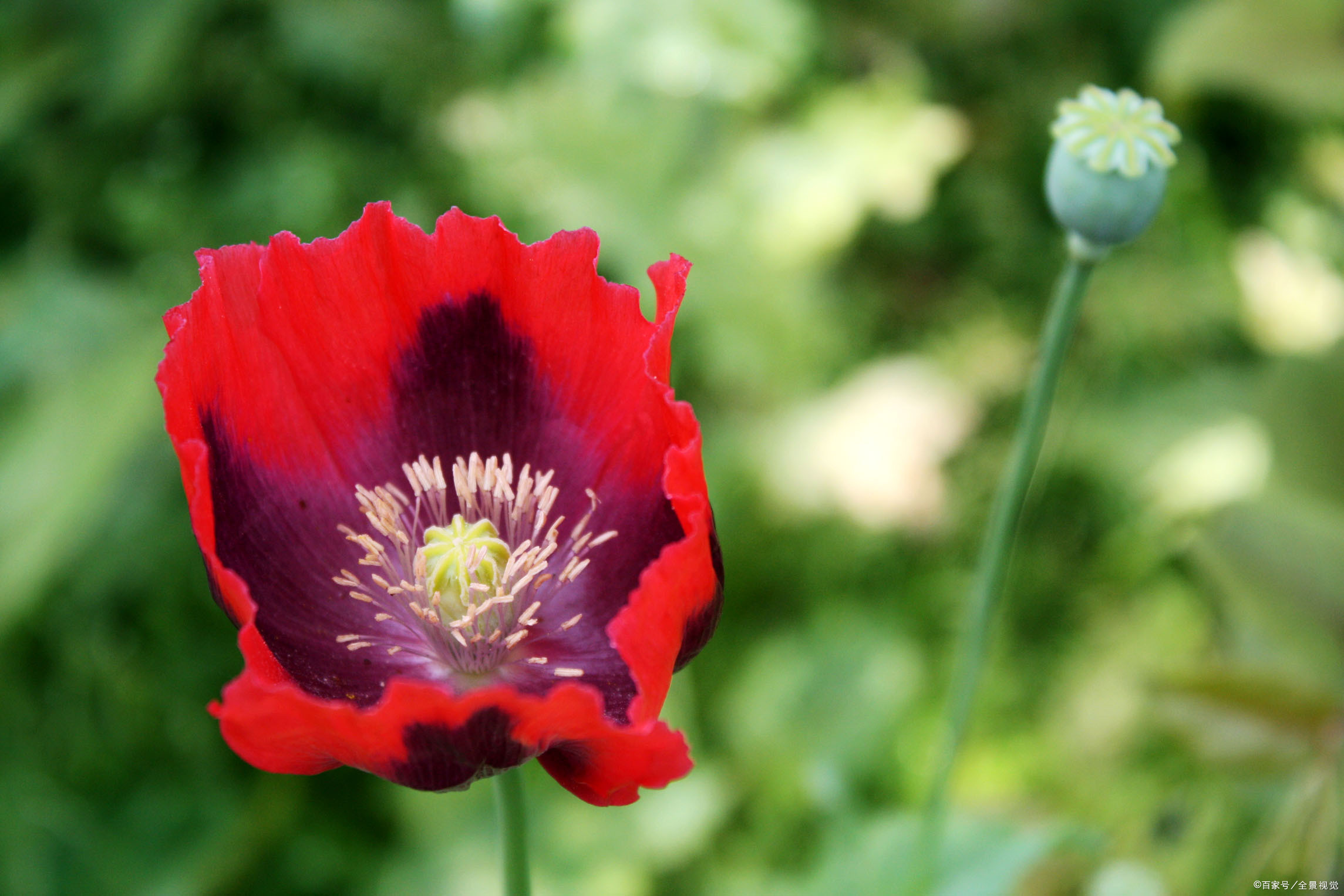 罂粟花美丽,充满诱惑