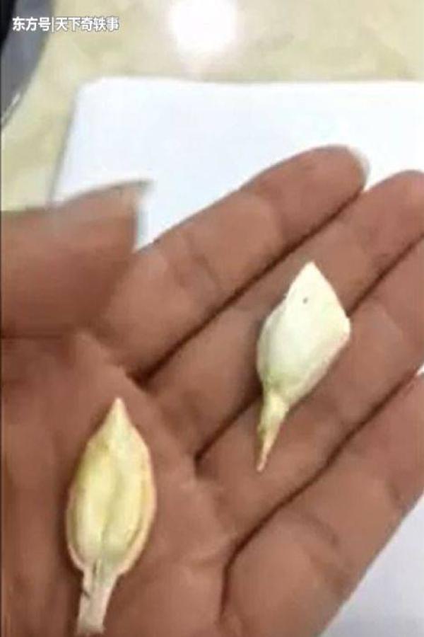 白色硬物疑似"鱼宝",有人开价100万,鉴定结果让人意外!