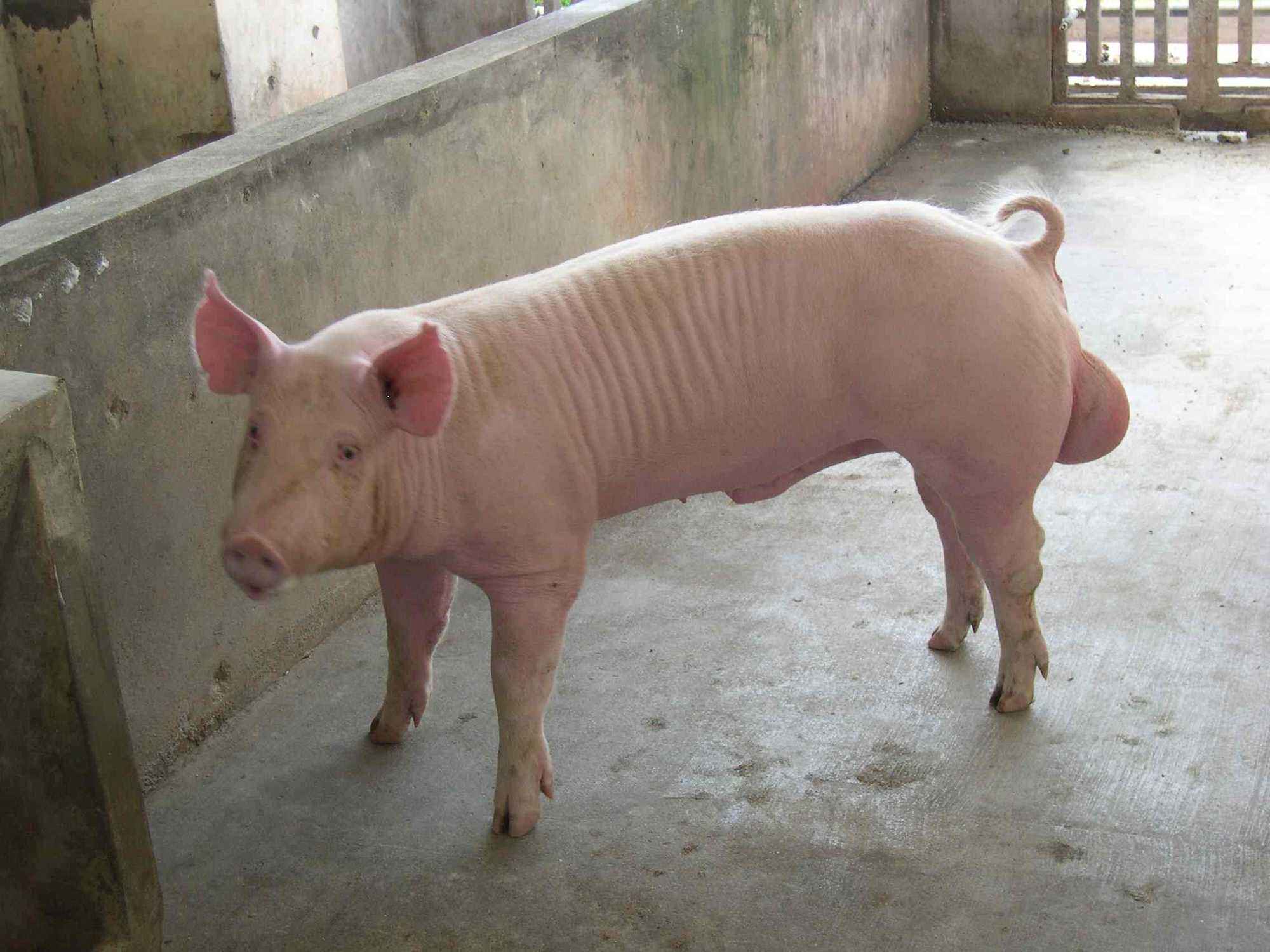 收藏!种公猪的优良决定猪群生产力,它的饲养管理方式十分关键