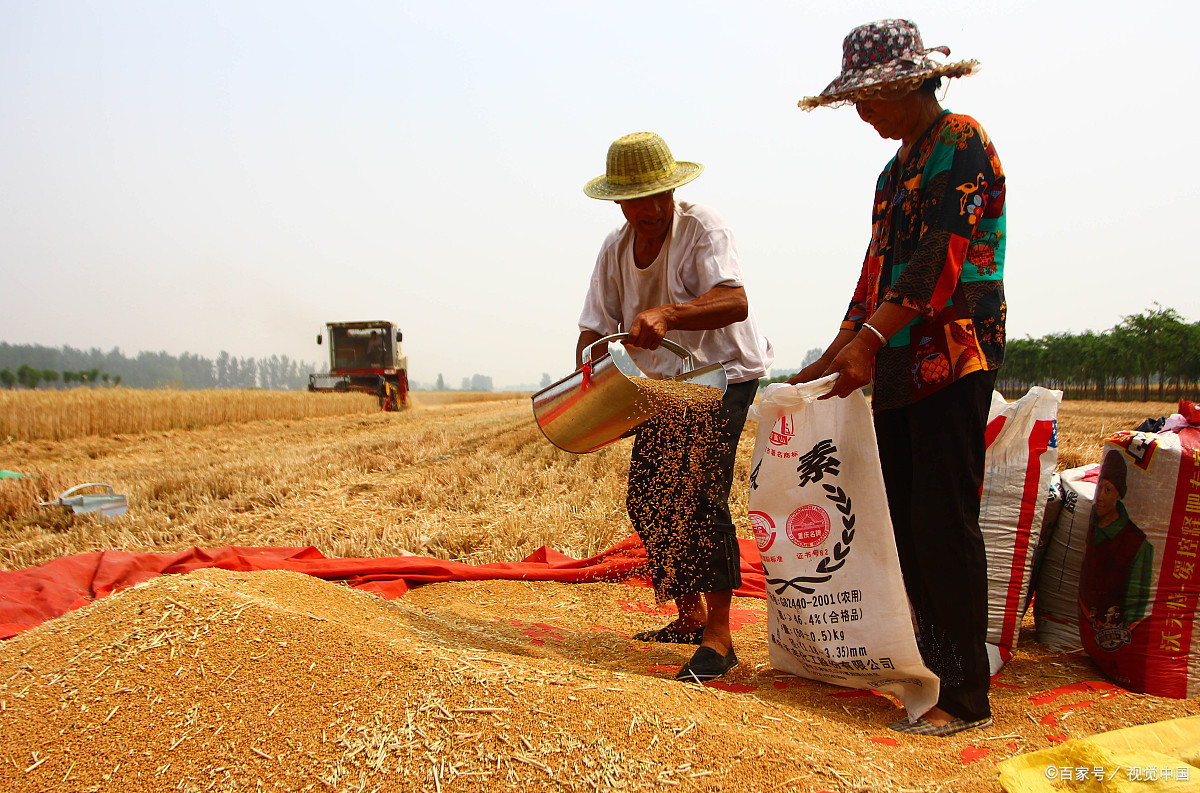 小麦- 热门商品专区