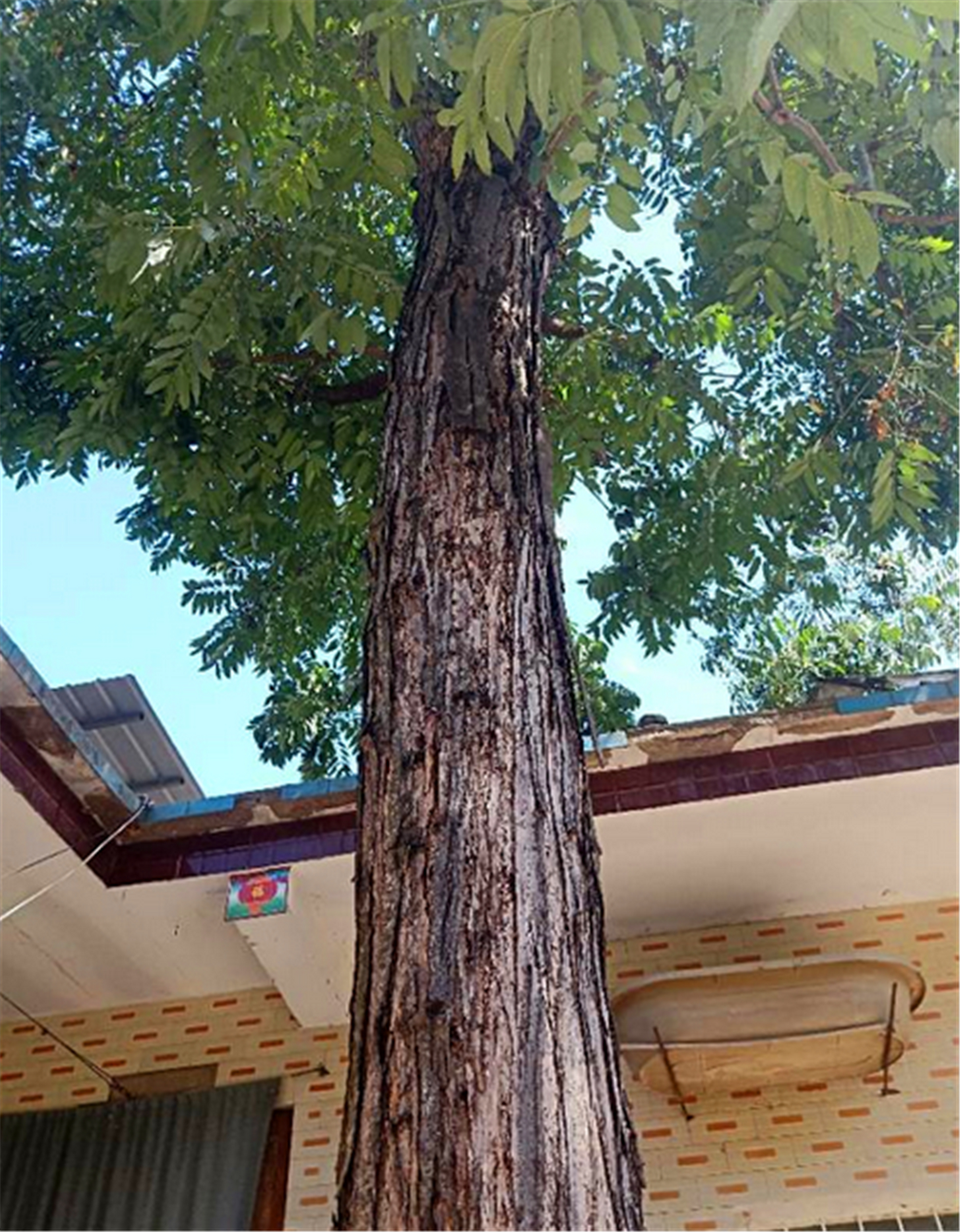 俗话说:香椿过房,主人恐伤,啥意思?老祖宗留下的讲究