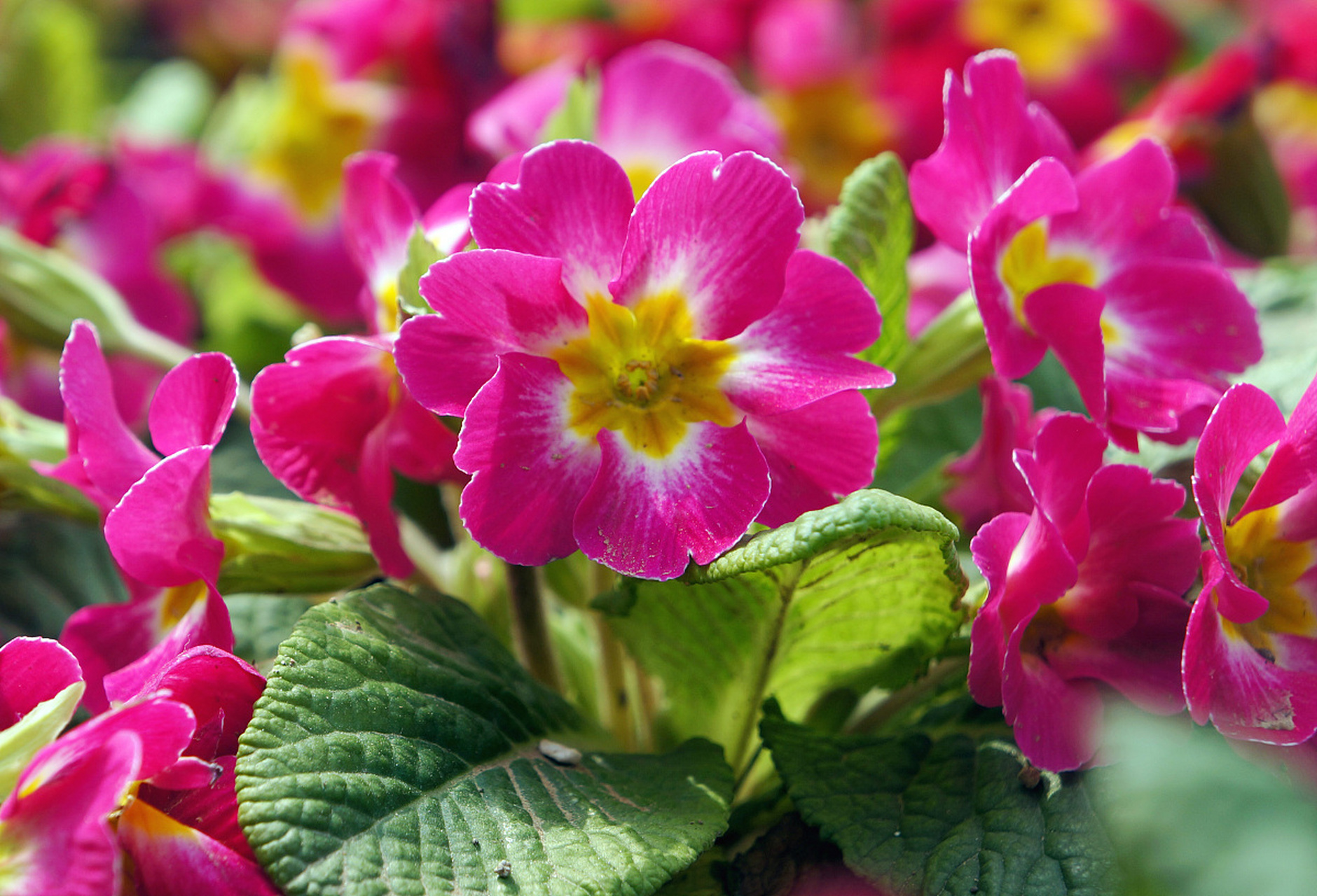 每日花语# 报春花的花语很多,寓意也跟花语相呼应.