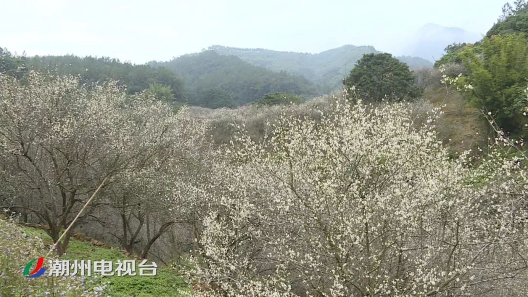 潮州饶平梅花迎来最美花期,周末赏花走起