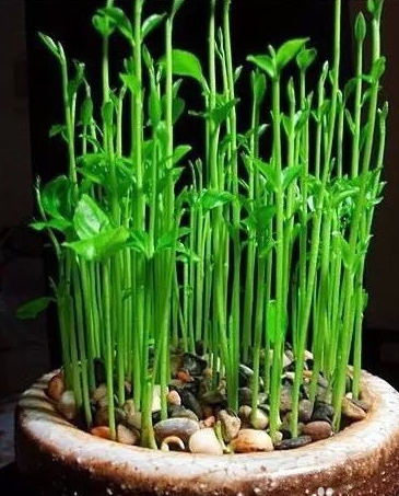吃剩的龙眼核不要扔,10天后就是一盆绿油油的盆栽