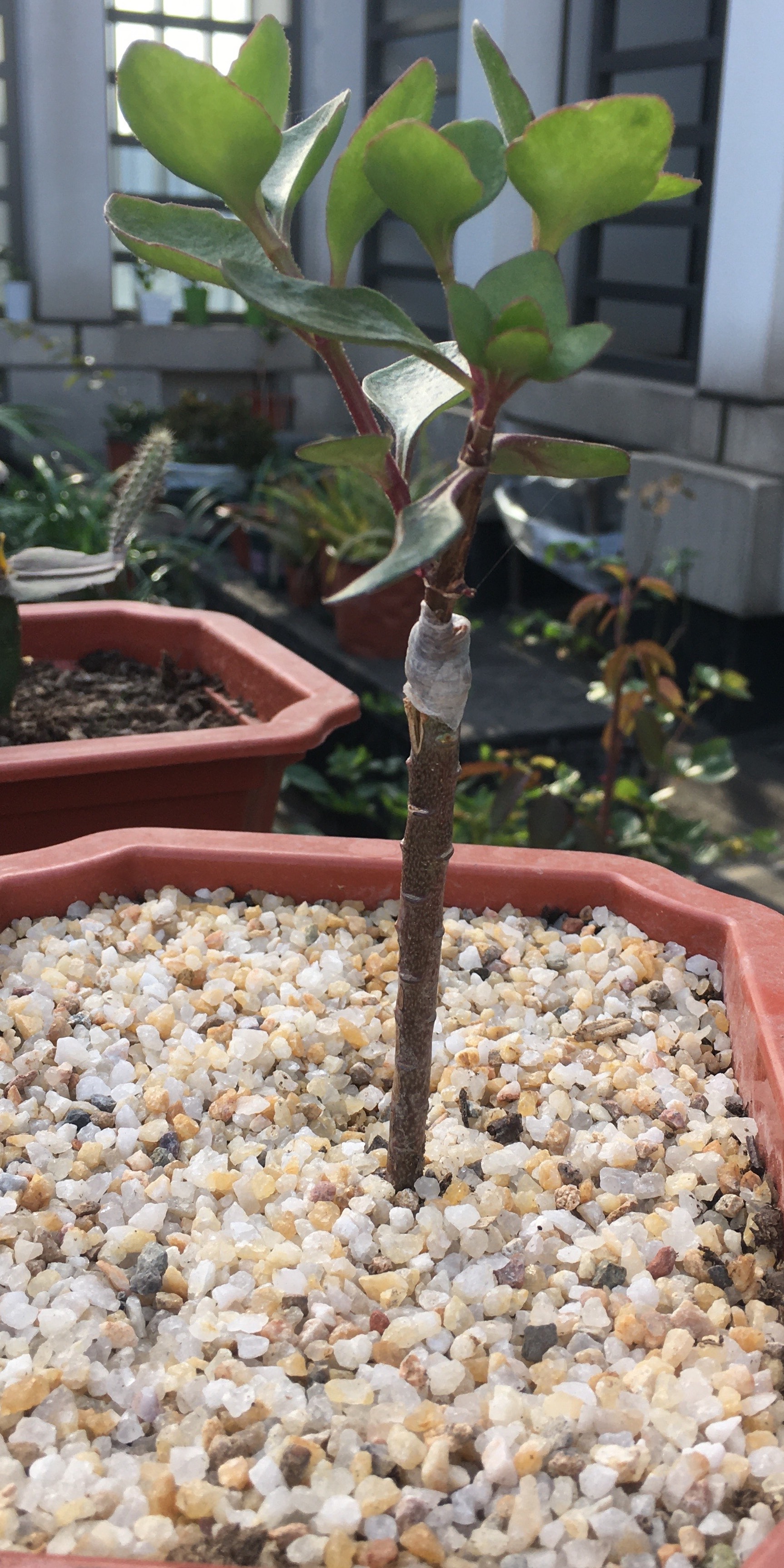 不死鸟与玉树嫁接长寿花优劣性的比较