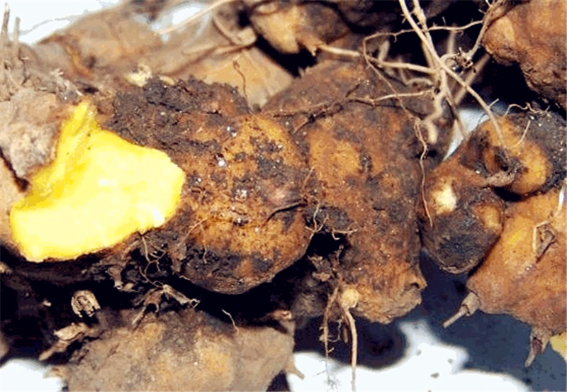 50岁农民种植"火头根",身边的人说他"不务正业",现在却这样