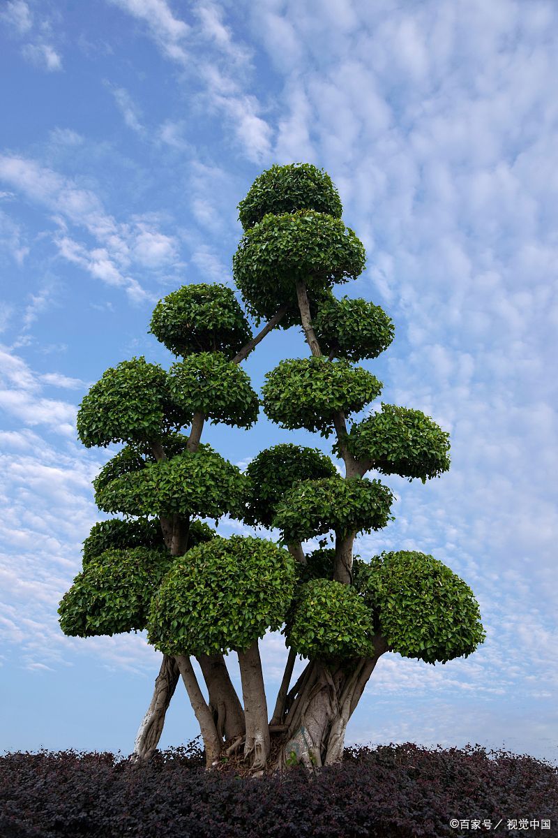 榕树老桩嫁接的目的