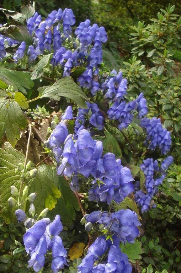 植物小百科:关于高乌头你不得不知道的知识!