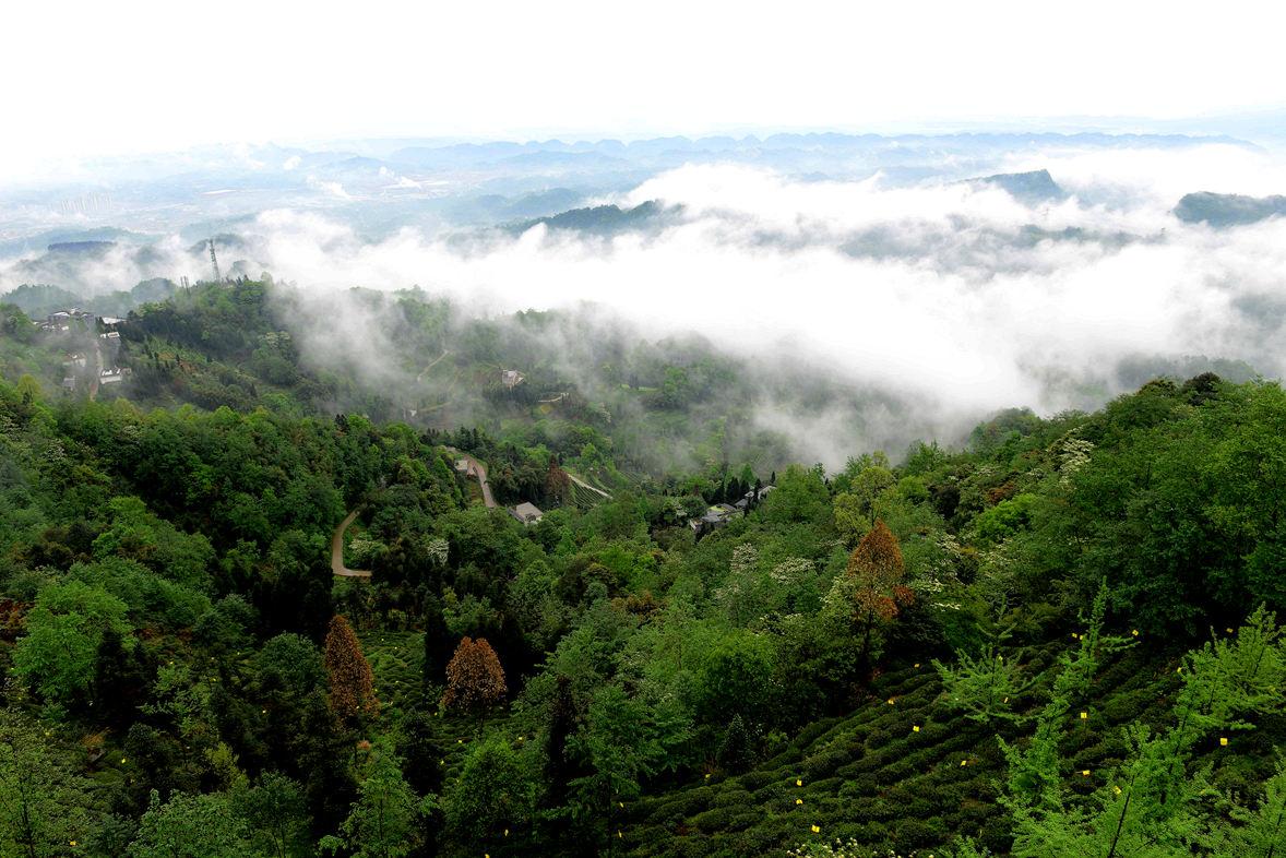 大自然的美丽风光——四川雅安蒙顶山雾景