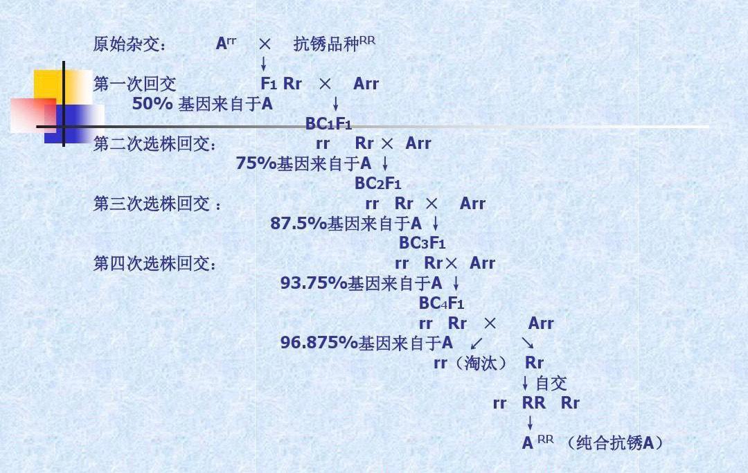 人类发明出的回交育种