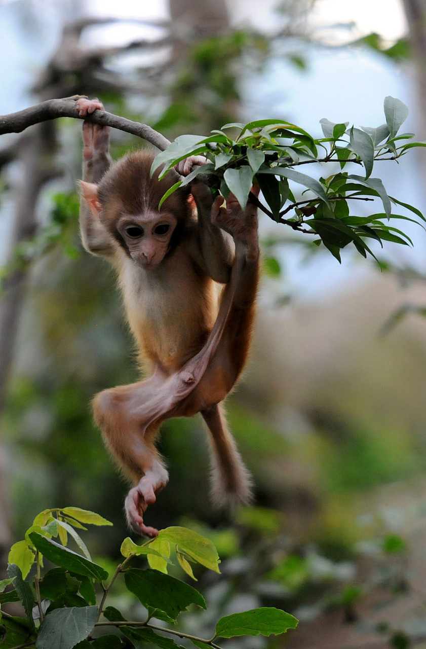 动物趣图# 灵活的小猴子